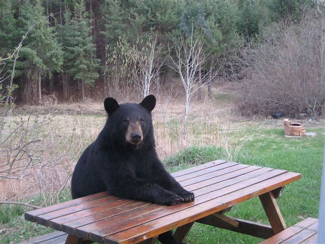 picture of a black bear